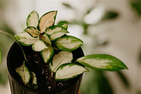 Best Houseplant Soil: Save Money & Your Houseplants by Mixing Your Own Soil