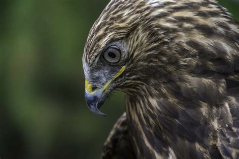 Raptor Ambassadors - Chintimini Wildlife Center