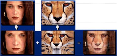 Image result for Warping Face Python