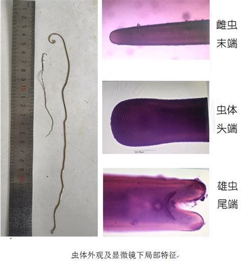 彭州水域惊现的“龙线虫”经省畜科院专家 鉴定为铁线虫