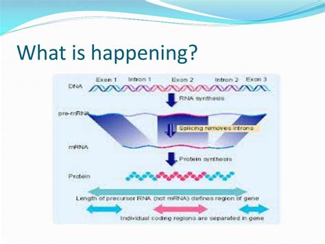 Image result for What Is Polypeptide