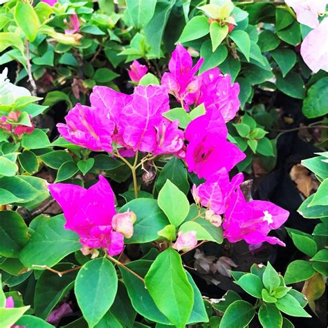 Bougainvillea 'Sunvillea Rose Dwarf' - Gabbar Farms