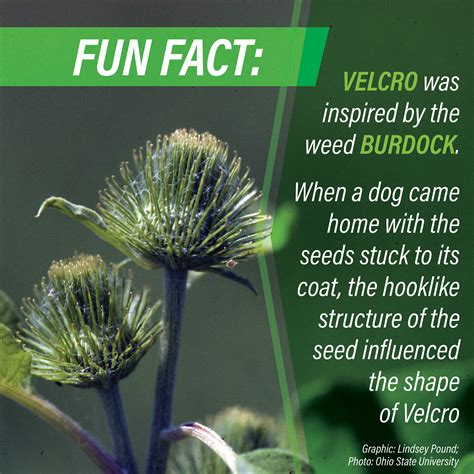 Sneaky Ways Weed Seed Spreads | AgWeb