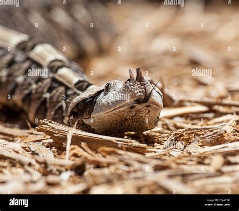 Tongue to smell hi-res stock photography and images - Alamy