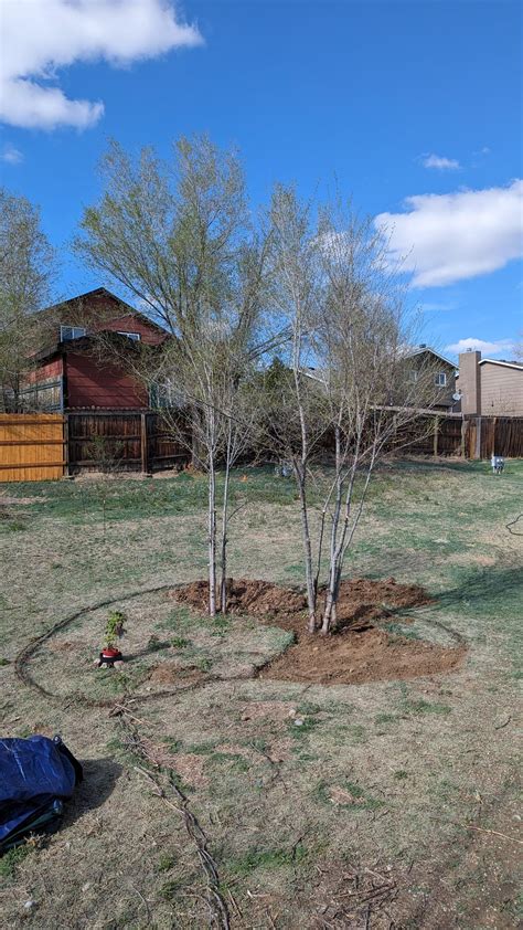 Finding Tree Root Flare 的图像结果