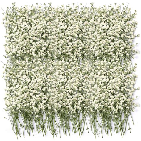 Tinideya 100 Pcs Dried Babys Breath Flowers Bulk Babys Breath Real ...
