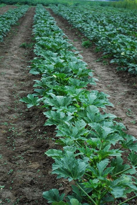 Fırında Kıymalı Güveç Bamya | SOFRAMIZ.com