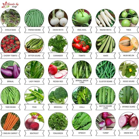 Seed Vegetables List