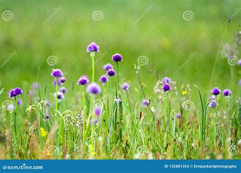 Green Onions Blooming with Vibrant Purple Flowers Stock Photo - Image ...