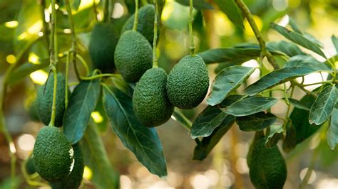 How to grow avocados: tips for growing indoors and out | Homes and Gardens