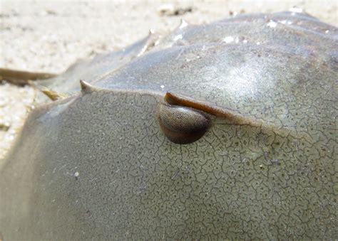 Horseshoe Crab Have Eyes at Mia Fletcher blog