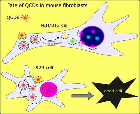 Self-Targeting of Carbon Dots into the Cell Nucleus: Diverse Mechanisms ...