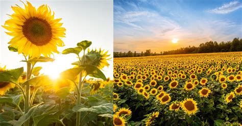 Gundlupet in Karnataka for Flower Fields and Flower Farms - Gundlupet ...