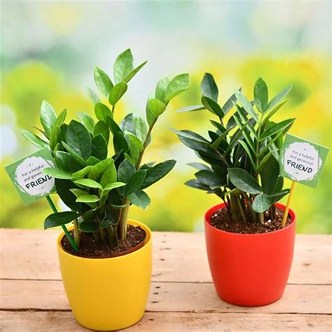 Order Evergreen Friendship Plant Set Online | YummyCake