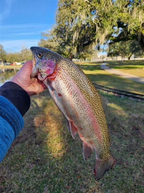 Rainbow Trout have been restocked at the Bayou Country Sports Park! - The Times of Houma/Thibodaux