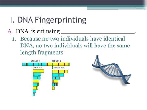 DNA Fingerprinting Examples 的图像结果
