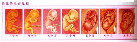 怀孕27周胎动一跳一跳的正常吗_怀孕27周胎儿运动的频率如何 - 育儿指南
