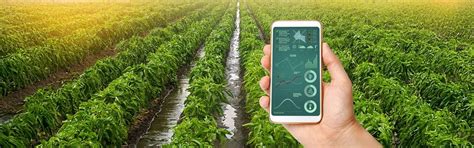 Hydroponics Systems in India — EBB & Flow, NFT, Dutch Bucket | Agrifir
