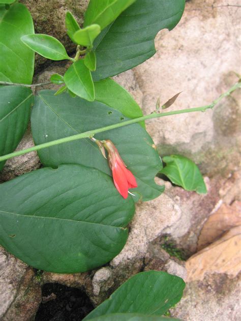 Camptosema Hook. & Arn. | Plants of the World Online | Kew Science
