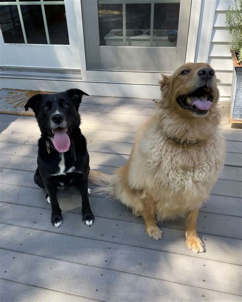 How to Prepare Your Pets for Pet Sitting - Blog - PetLink