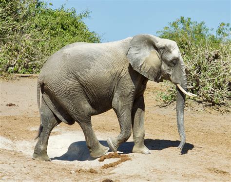 Namibia: Elephant meat distributed to farms | Journal of African Elephants