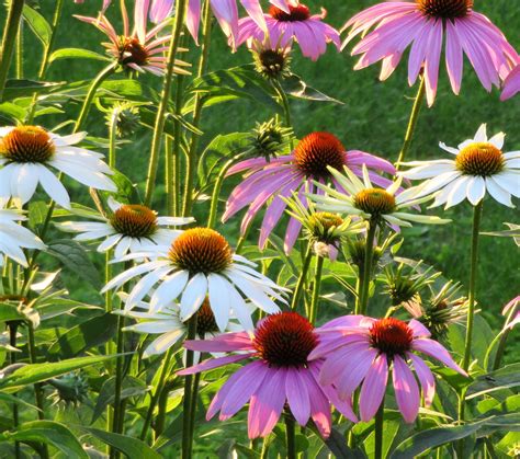 Mixed coneflower seeds white pink and purple echinacea purpurea seeds ...