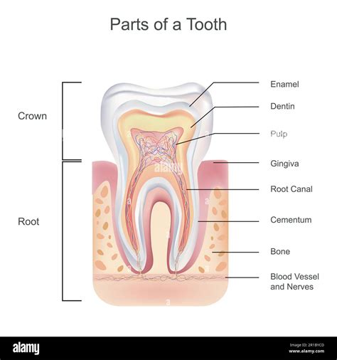 Image result for Tooth Structures