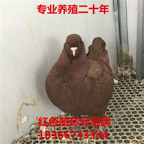 哪里有卖公斤鸽子的公斤鸽子多少钱_观赏鸽_山东大型养殖场