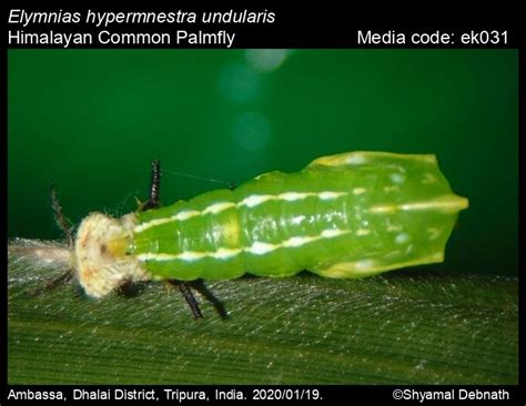 Elymnias hypermnestra | Butterfly
