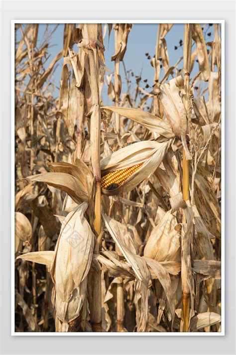 玉米杆上的成熟农作物玉米图片-包图网