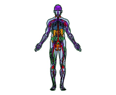 Image result for Anatogram Gene Expression