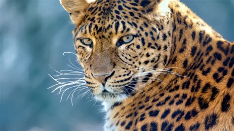 Bengaluru: Bannerghatta Biological Park all set to start leopard safari ...