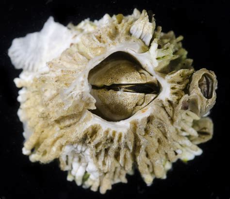 Five Facts: Barnacles – Research News