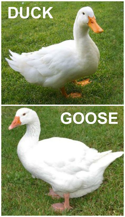 Is it a duck or a goose?