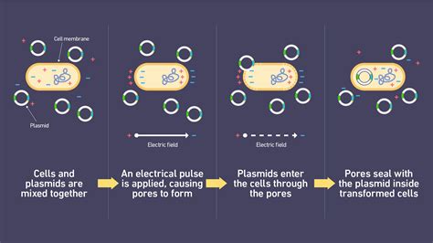 An Introduction to Electroporation – A Tool for Transfection and ...