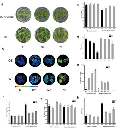 Transcriptome-Wide Identification and Functional Characterization of ...