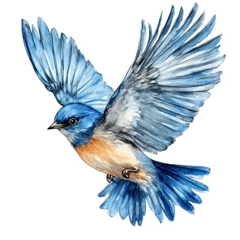 Elegant Bluebird In Flight Watercolor Art, Bluebird Illustration ...