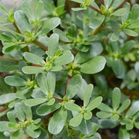 Purslane - Organic - 200 gms – Satva Farm