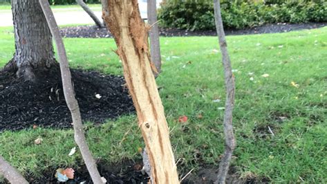 Image result for How to Repair Tree Bark