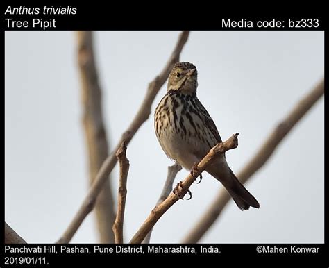 Anthus trivialis (Linnaeus, 1758) - Tree Pipit | Birds