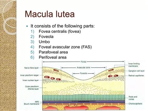 Anatomy of retina | PPTX