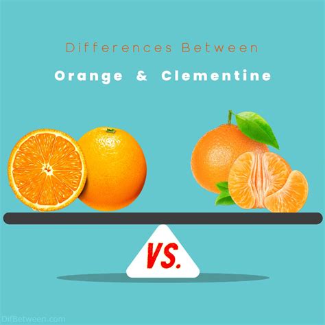 Orange vs Clementine: Citrus Fruit Differences Unveiled