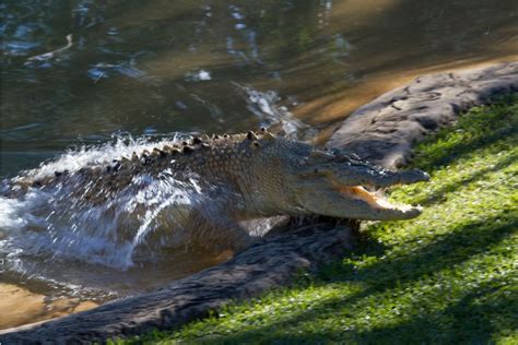 Image result for Crocodile Exploding