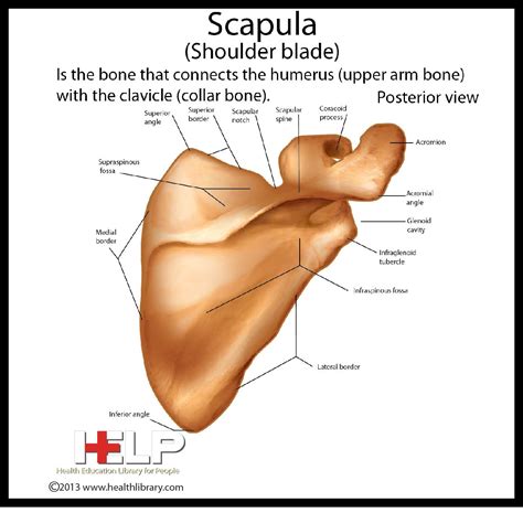 Labeled Scapula Bone