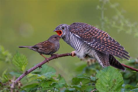Baby Cuckoo Birds at Kevin Carnahan blog