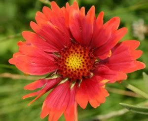 SEEDSSIDE Gaillardia aristata, Tokajer Seed Price in India - Buy ...