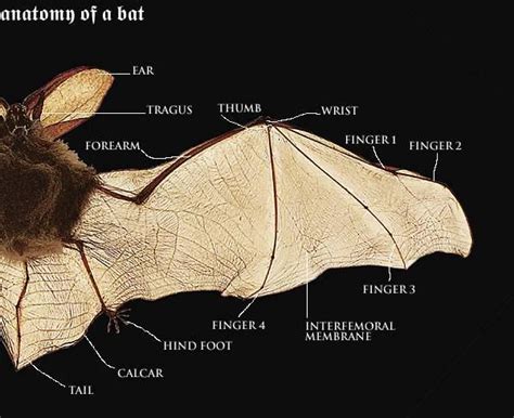 Image result for How Does Echolocation Work