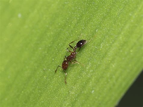 Solenopsis invicta: Systematics, Habitat, Biological cycle, Control ...