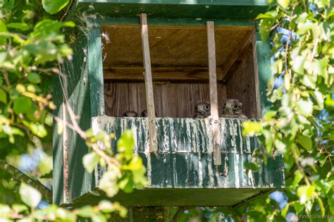 Kestrels nests protected from Egyptian Goose competition | GEO Foundation