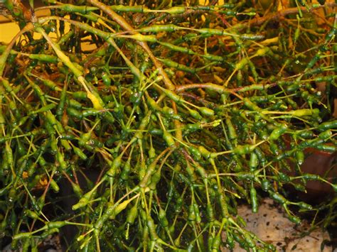 Hatiora salicornoides (Haw.) Britton & Rose | Plants of the World ...